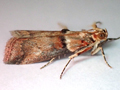 Acrobasis tumidana